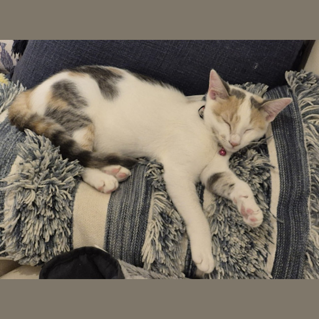 Photo of Nala And Zazu