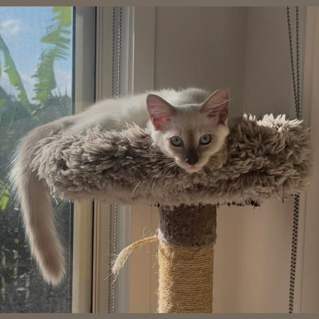 Photo of Willow