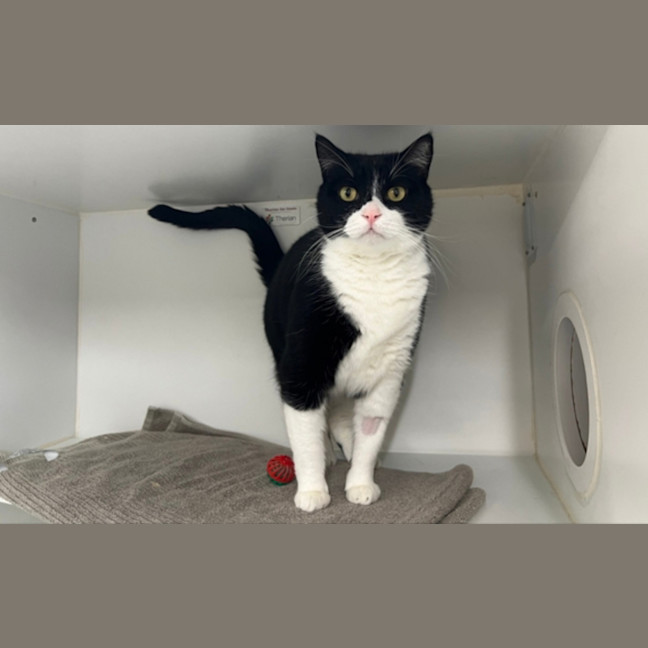 Photo of Harvey