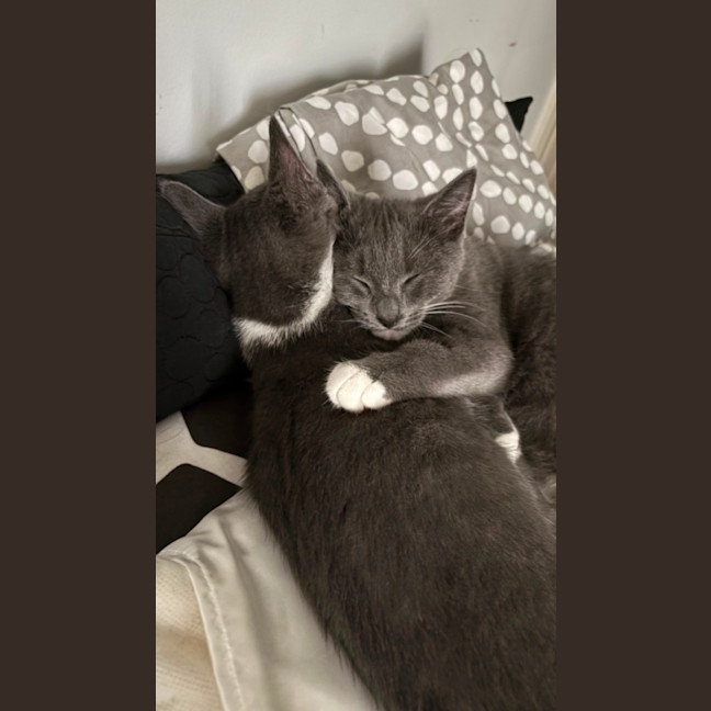 Photo of Patrick (Dempsey) (“Silver Fox” Litter)