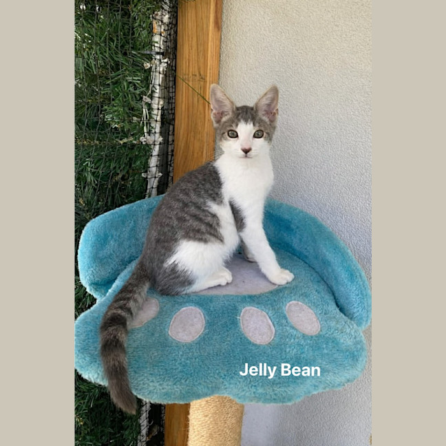 Photo of Jelly Bean