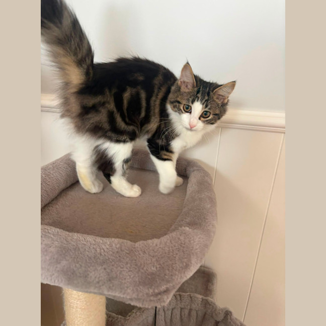 Photo of Maisie