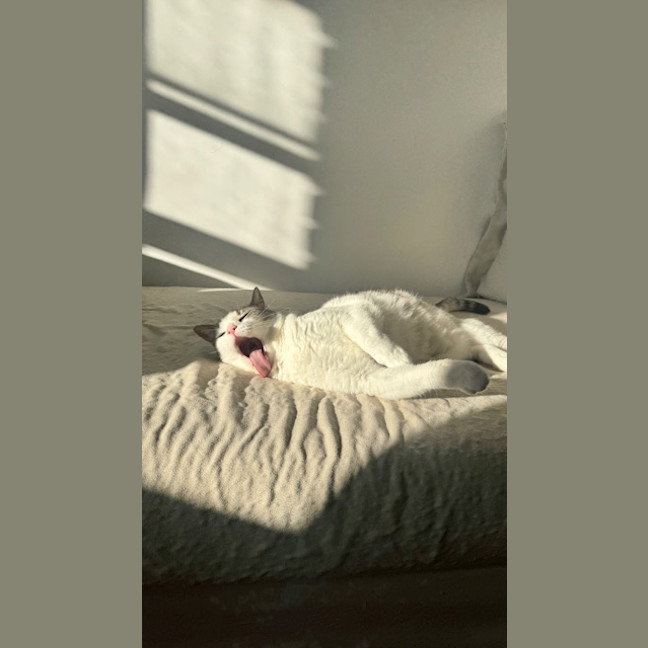Photo of Quince