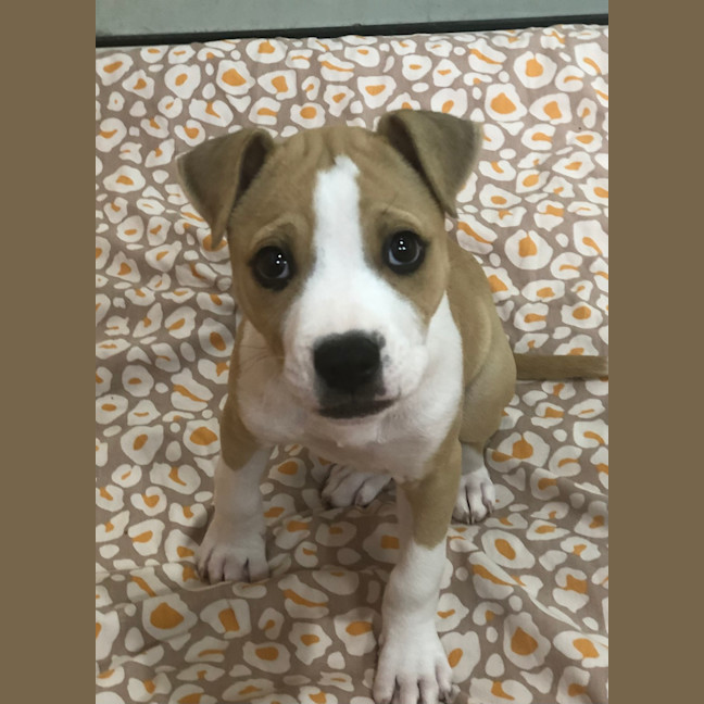 Photo of Whiskey
