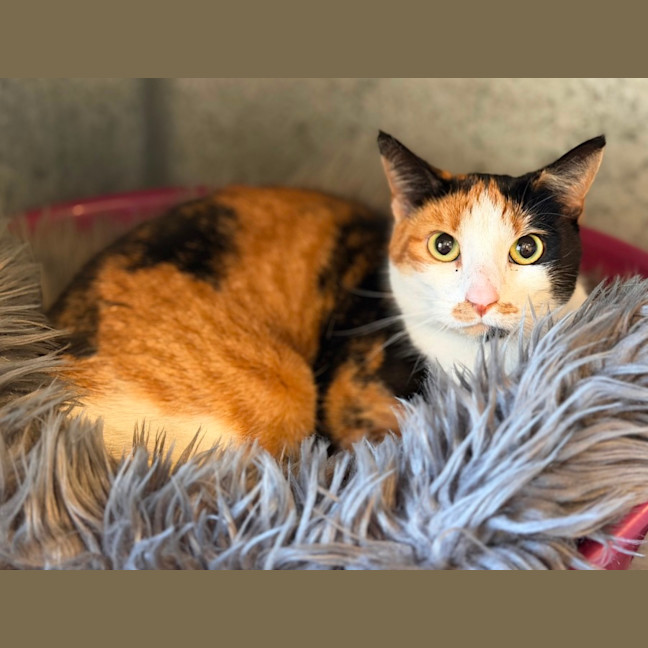 Photo of Luna