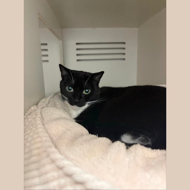 Photo of Smokey 