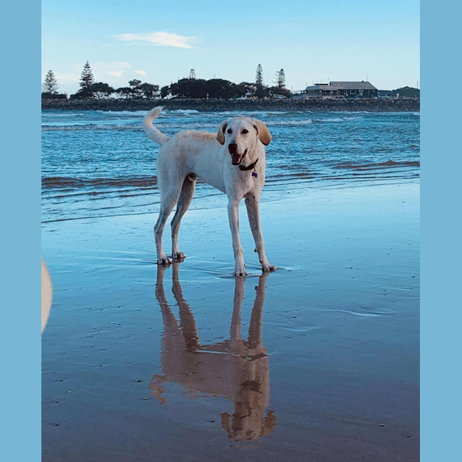 Photo of Roy