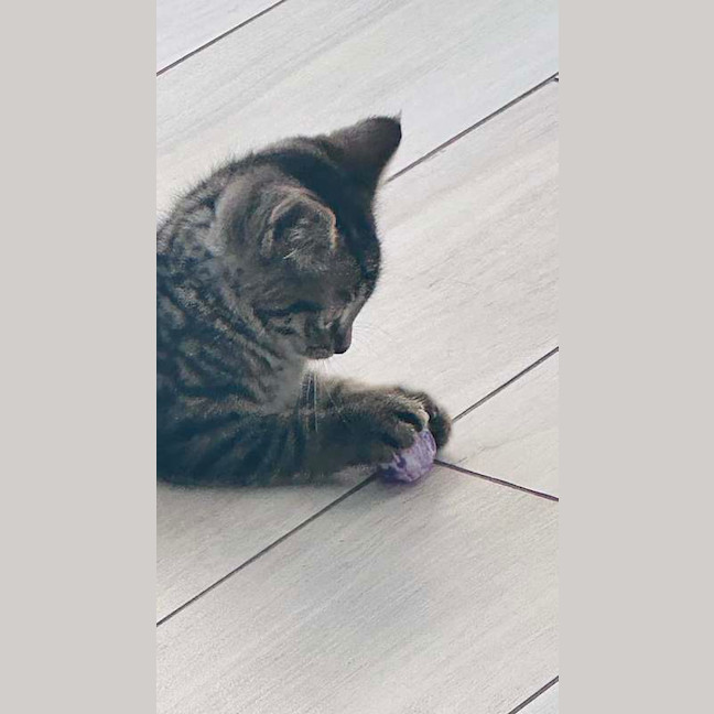 Photo of Peanut