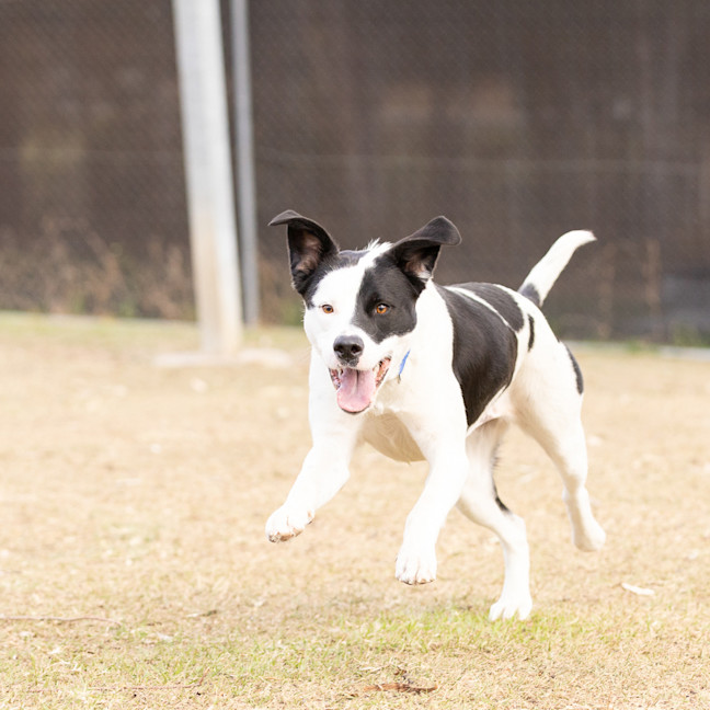 Photo of Daisy