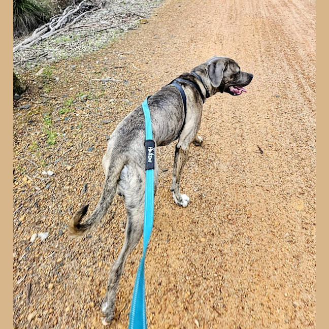 Photo of Tyrrell (Tyr)