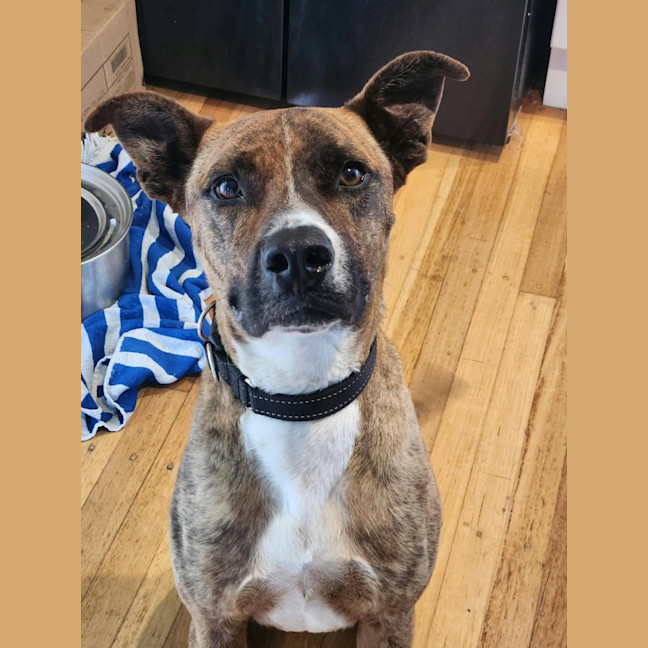 Photo of Nellie "Urgent Foster Carer Needed"