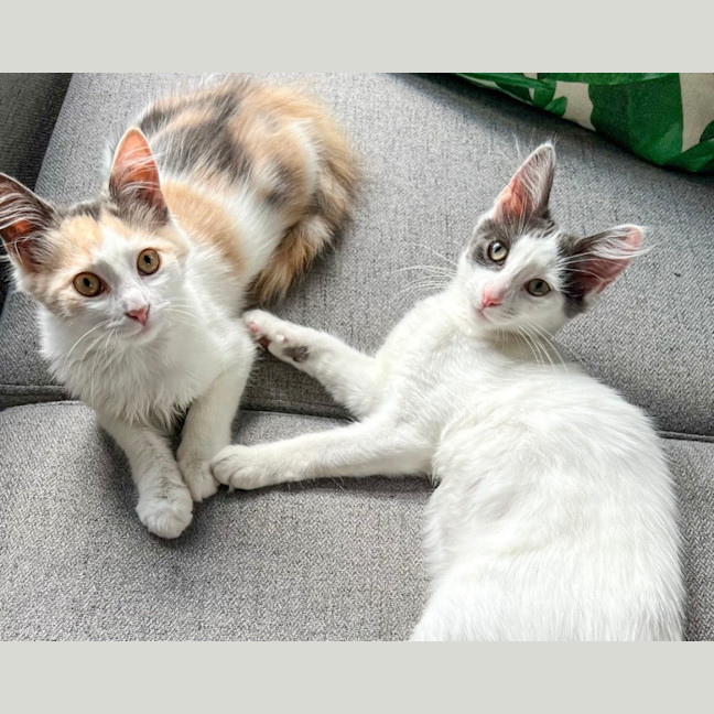 Photo of Maple & Misty 