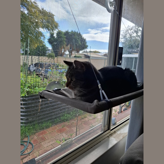 Photo of Bella