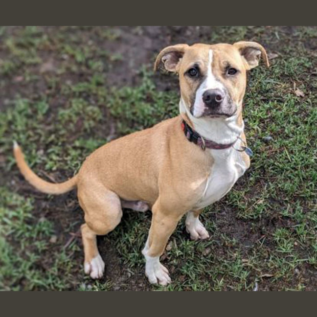 Photo of Tyke