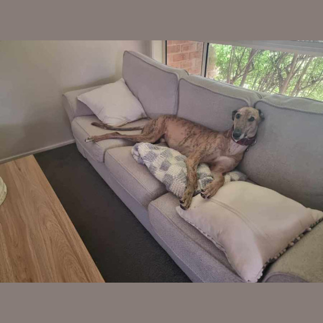 Photo of Spud, The Greyhound