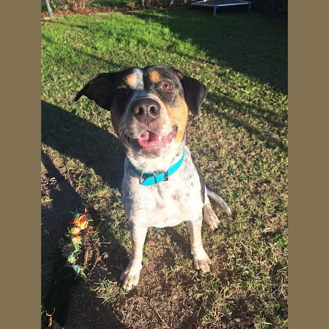 Photo of Dottie 