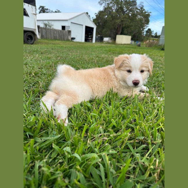 Photo of Belle