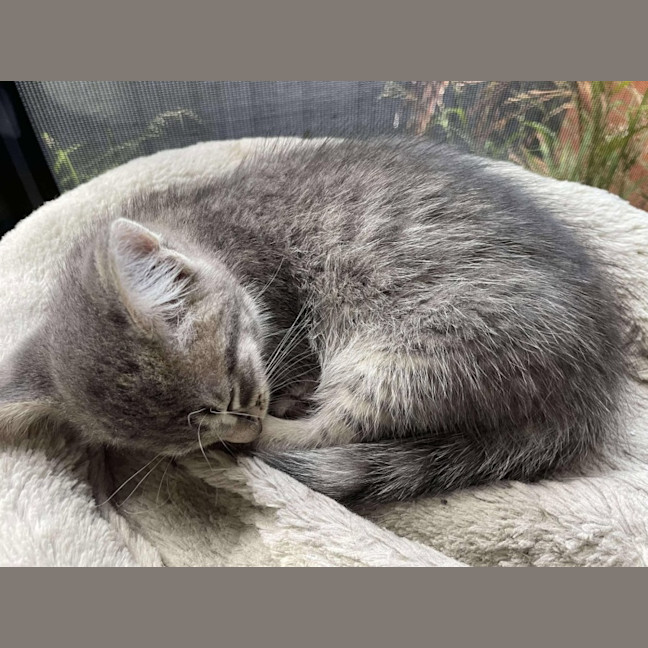 Photo of Milly   Located In Bentleigh East