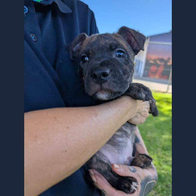 Photo of Cobalt