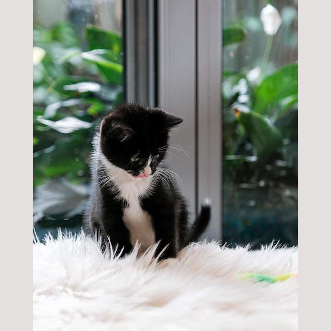 Photo of Wovey