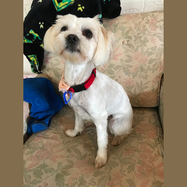 Photo of Pear & Coco   1.5 Year Old Maltese X Shih Tzu