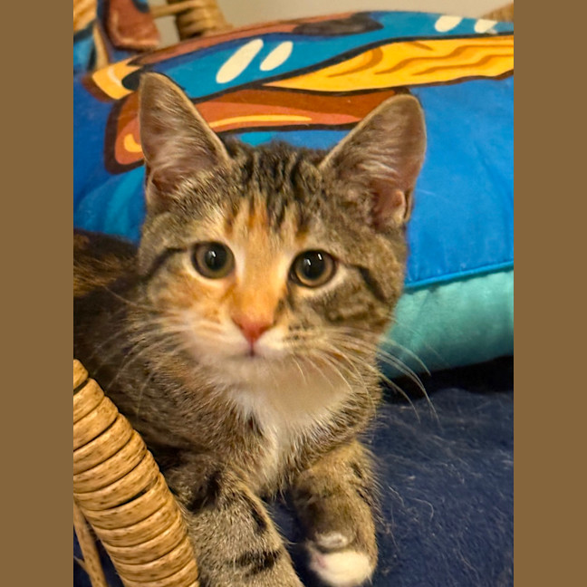 Photo of Cleo