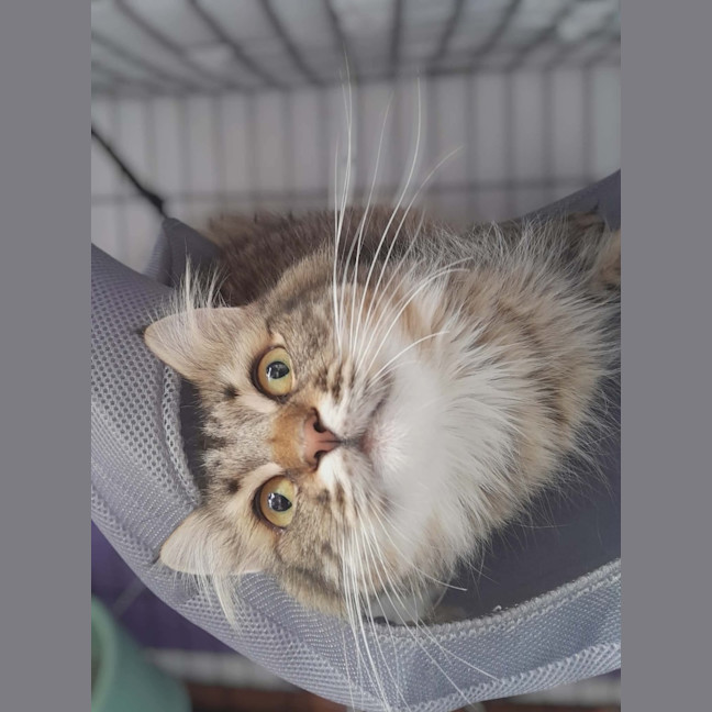 Photo of Tiger