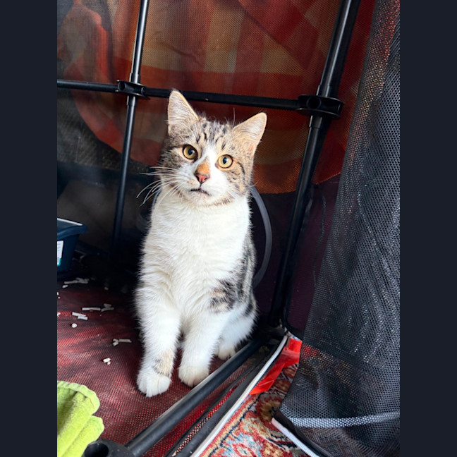 Photo of Bertie 