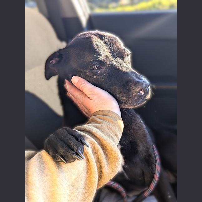 Photo of Polly 