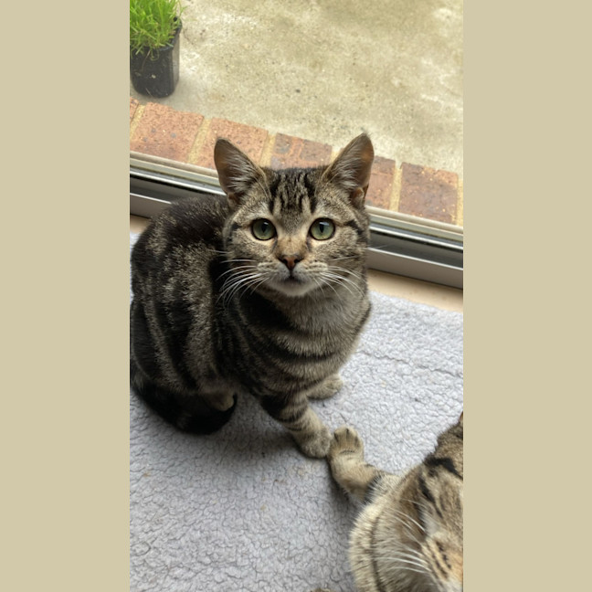 Photo of Harley 