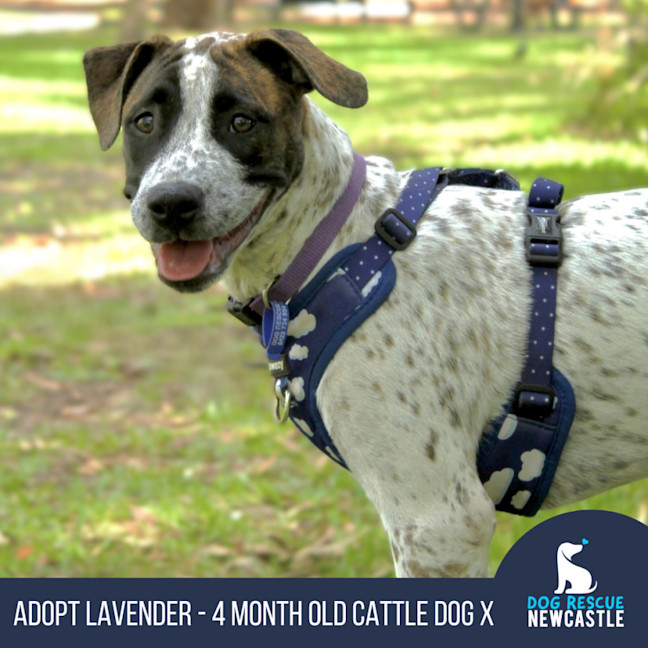 Photo of Lavender   4 Month Old Cattle X Dane 