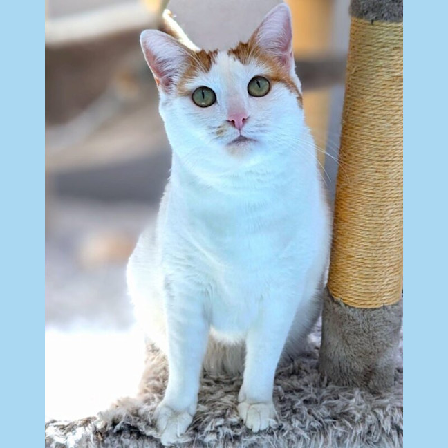 Photo of Snowy
