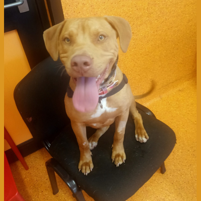 Photo of Goose