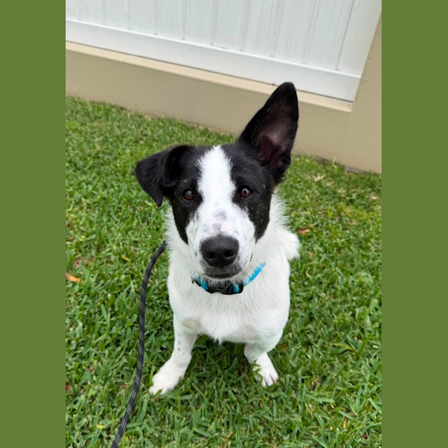 Photo of Peanut 