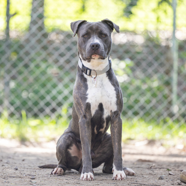 Photo of Cobalt