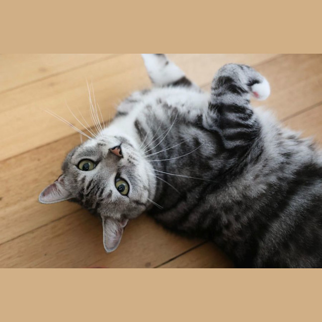 Photo of Mr. Affectionate 