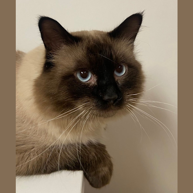 Photo of Furrcules