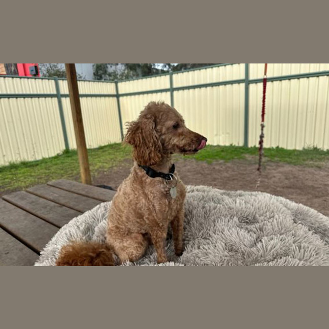 Photo of Charlie
