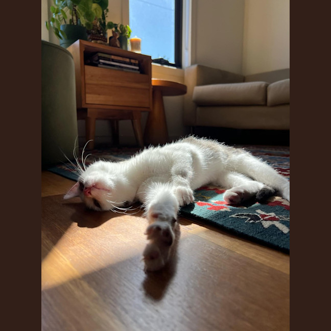 Photo of Owen   Located In Northcote