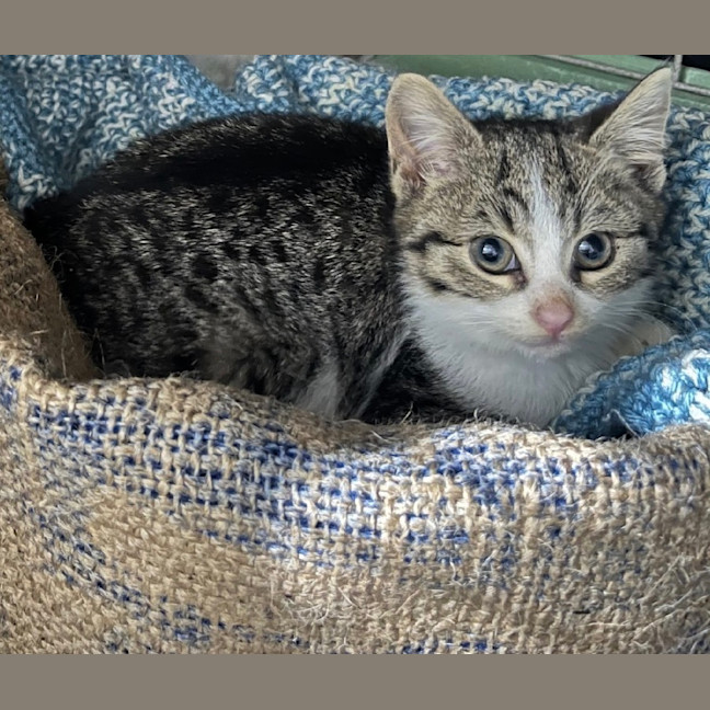 Photo of Mabel 