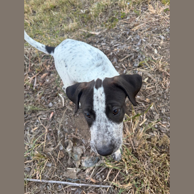 Photo of Domino (Bessie's Puppy)
