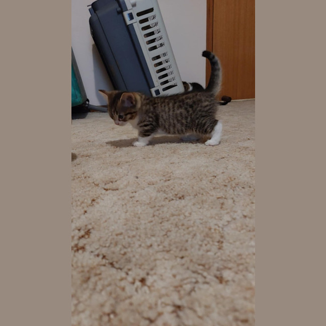 Photo of Tato