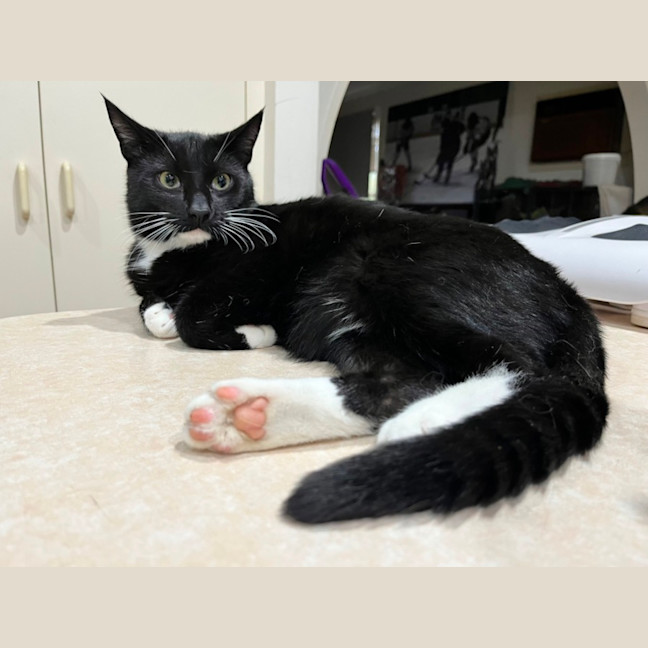 Photo of Oreo *9 Lives Project Rescue*