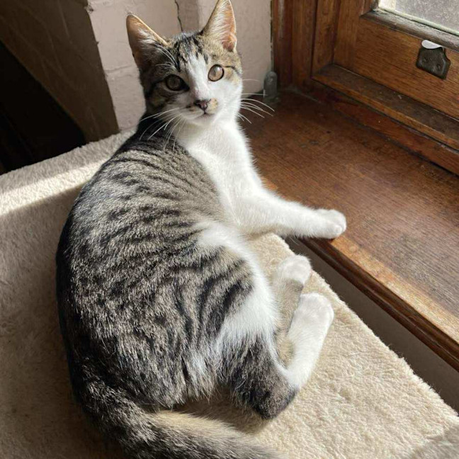 Photo of Mr White   Located In Reservoir