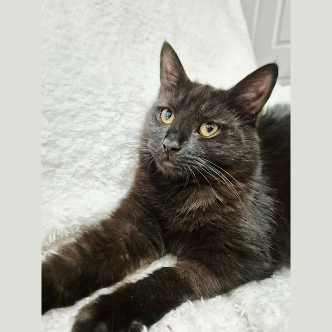 Photo of Princess 