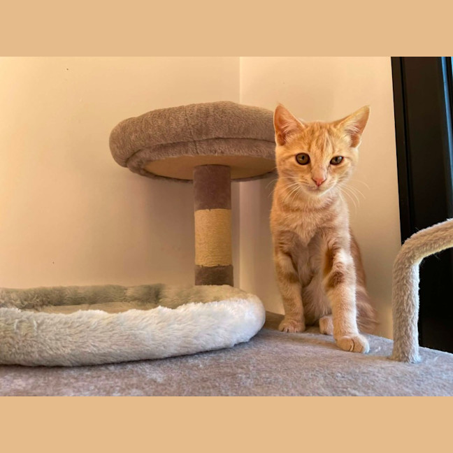 Photo of Simba   In Foster Care In Bentleigh East