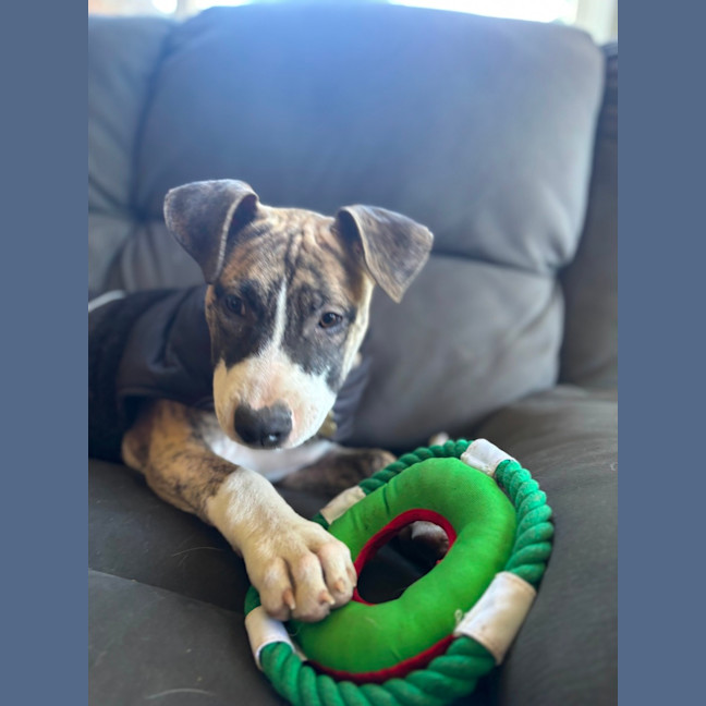 Photo of Mysterio 