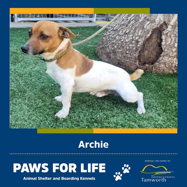Archie Small Male Jack Russell Terrier Dog in NSW PetRescue
