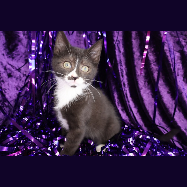 Photo of Rivet