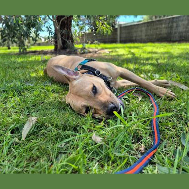 Photo of Calypso
